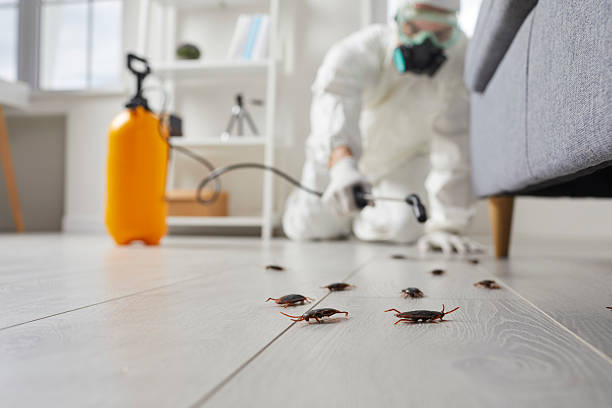 Commercial Kitchen Cockroach Control in Rockledge